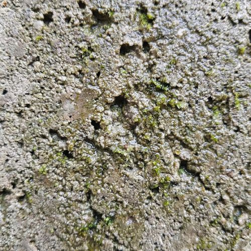 Dettaglio macro che evidenzia la texture porosa e irregolare del calcestruzzo bioricettivo. L'immagine mostra chiaramente come l'elevata micro-rugosit&agrave; e la capacit&agrave; di ritenzione idrica della superficie umida favoriscano l'attecchimento e la colonizzazione biologica, visibile sotto forma di iniziali formazioni di muschio e alghe verdi.